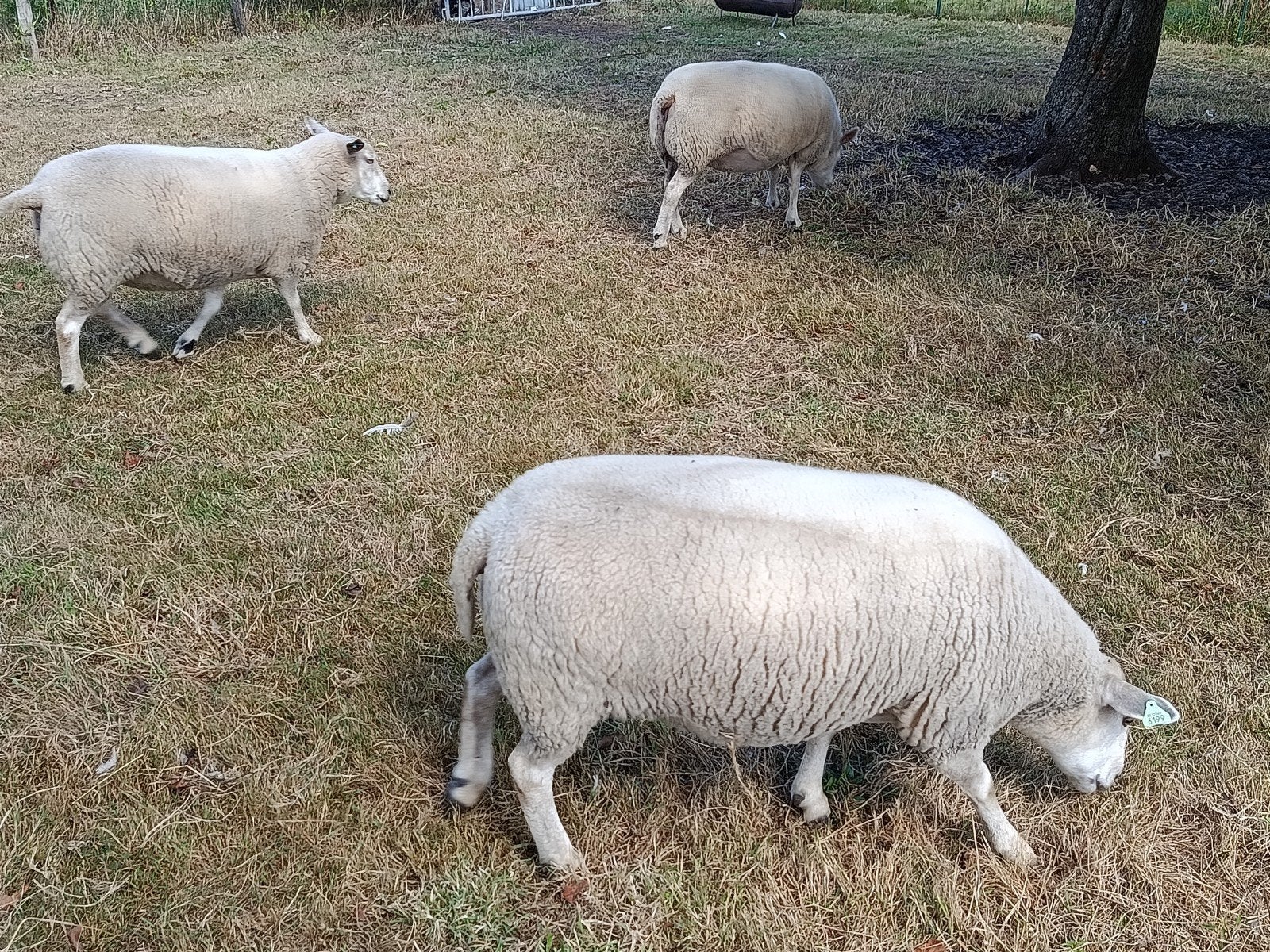 vier bevleesde texel ooien, Dieren en Toebehoren, Schapen, Geiten en Varkens
