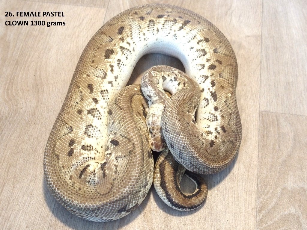 Koningspythons halfwas en kweekdieren deel 1 Ball Python photo 24