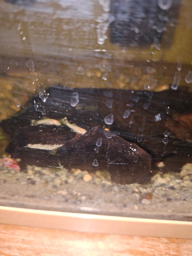 Borstelneusjes (ancistrus), Dieren en Toebehoren, Vissen | Aquariumvissen, Vis, Zoetwatervis