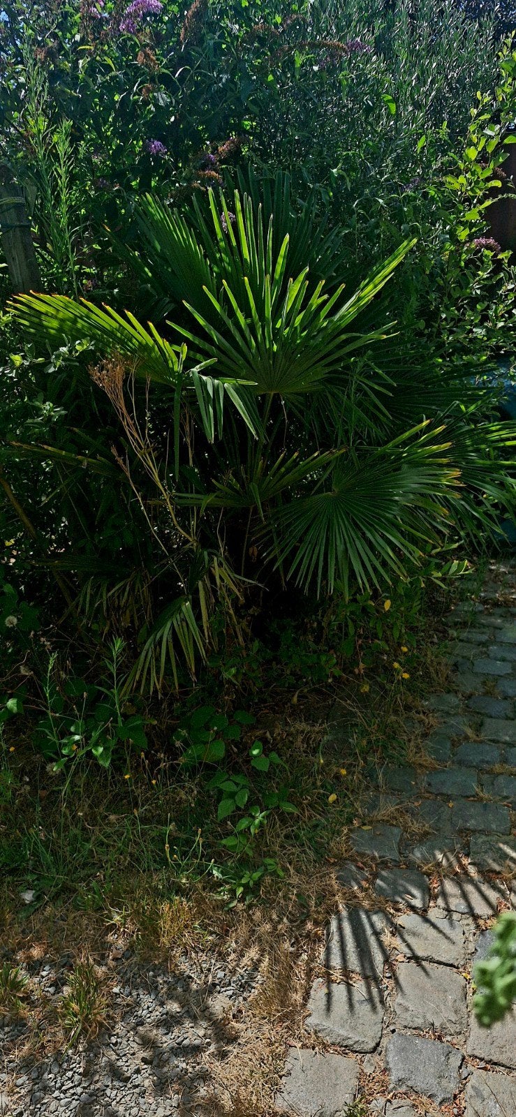 Mooie palm, Tuin en Terras, Ophalen