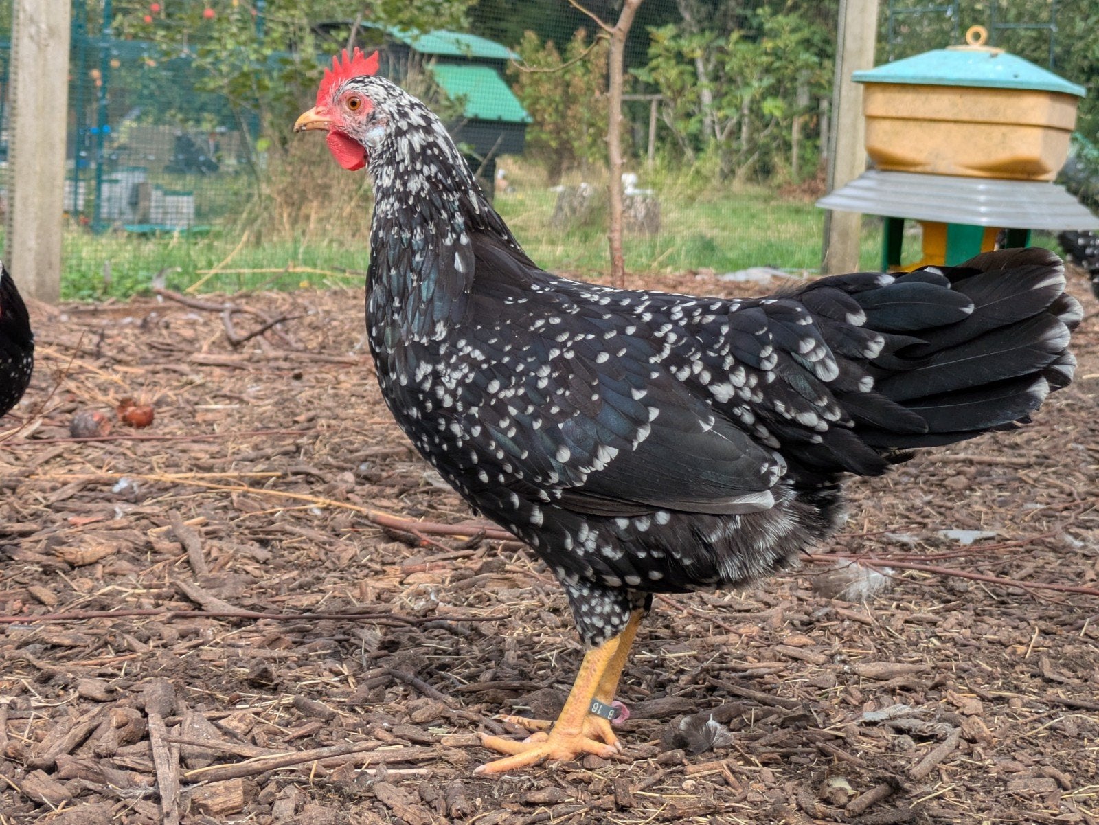 Ancona's (legkippen), Dieren en Toebehoren, Pluimvee, Meerdere dieren, Kip
