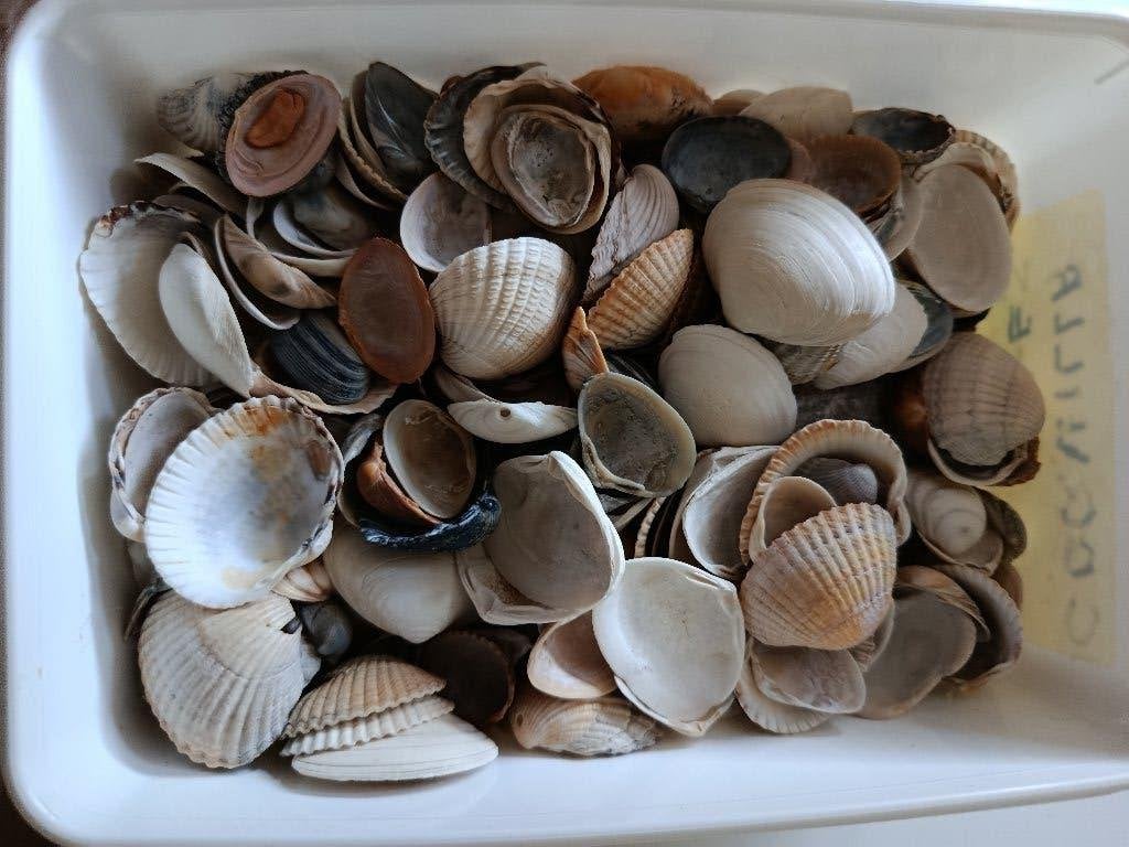Schelpen, 1 kg, ideaal voor creatieve hobby's..., Ophalen of Verzenden, Knutselwerk