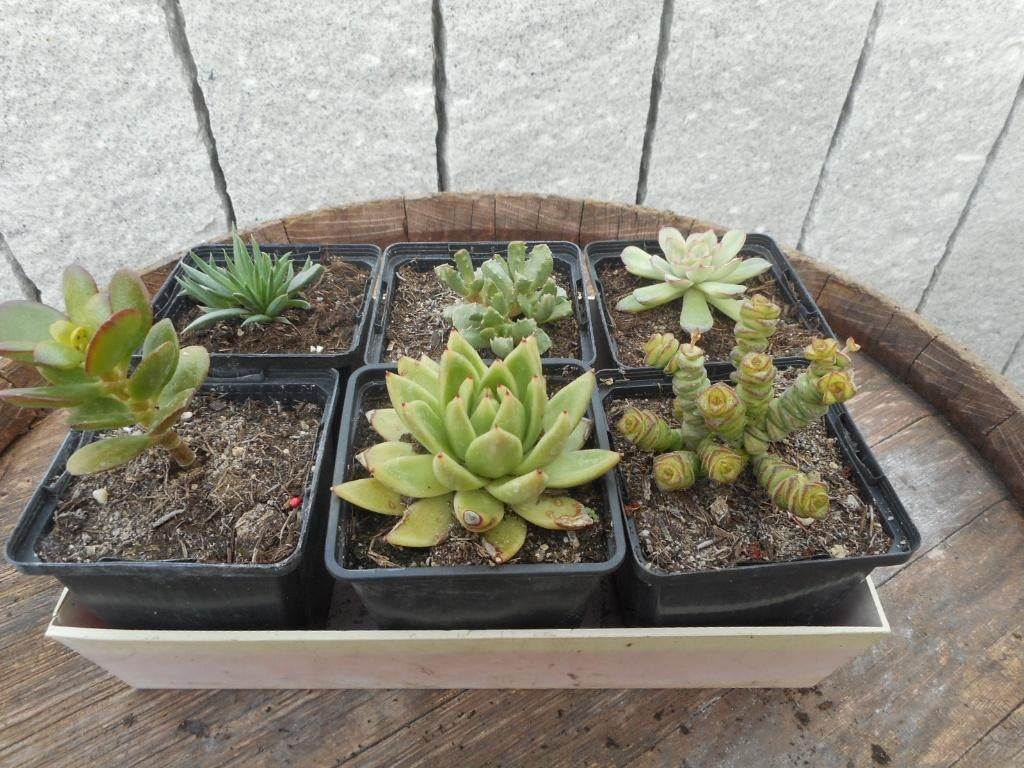 plantes, Plein soleil, Été, Plante fixe, Enlèvement ou Envoi