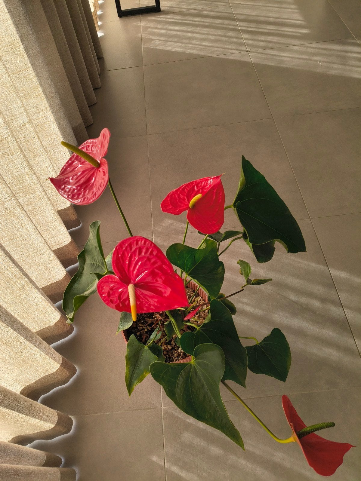 Plant, Ophalen