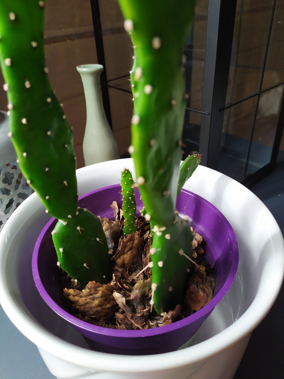 Gezonde cactus in witte bloempot, Tuin en Terras, Planten | Fruitbomen, Ophalen of Verzenden