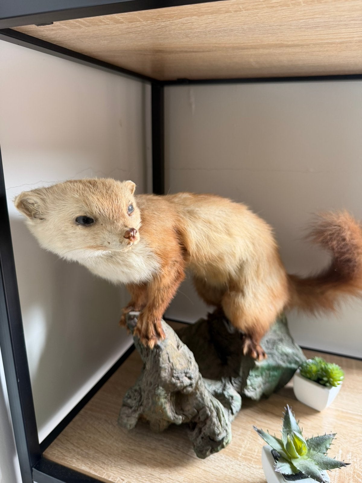 Opgezet marterachtig dier – unieke taxidermie, Décembre, Sexe inconnu