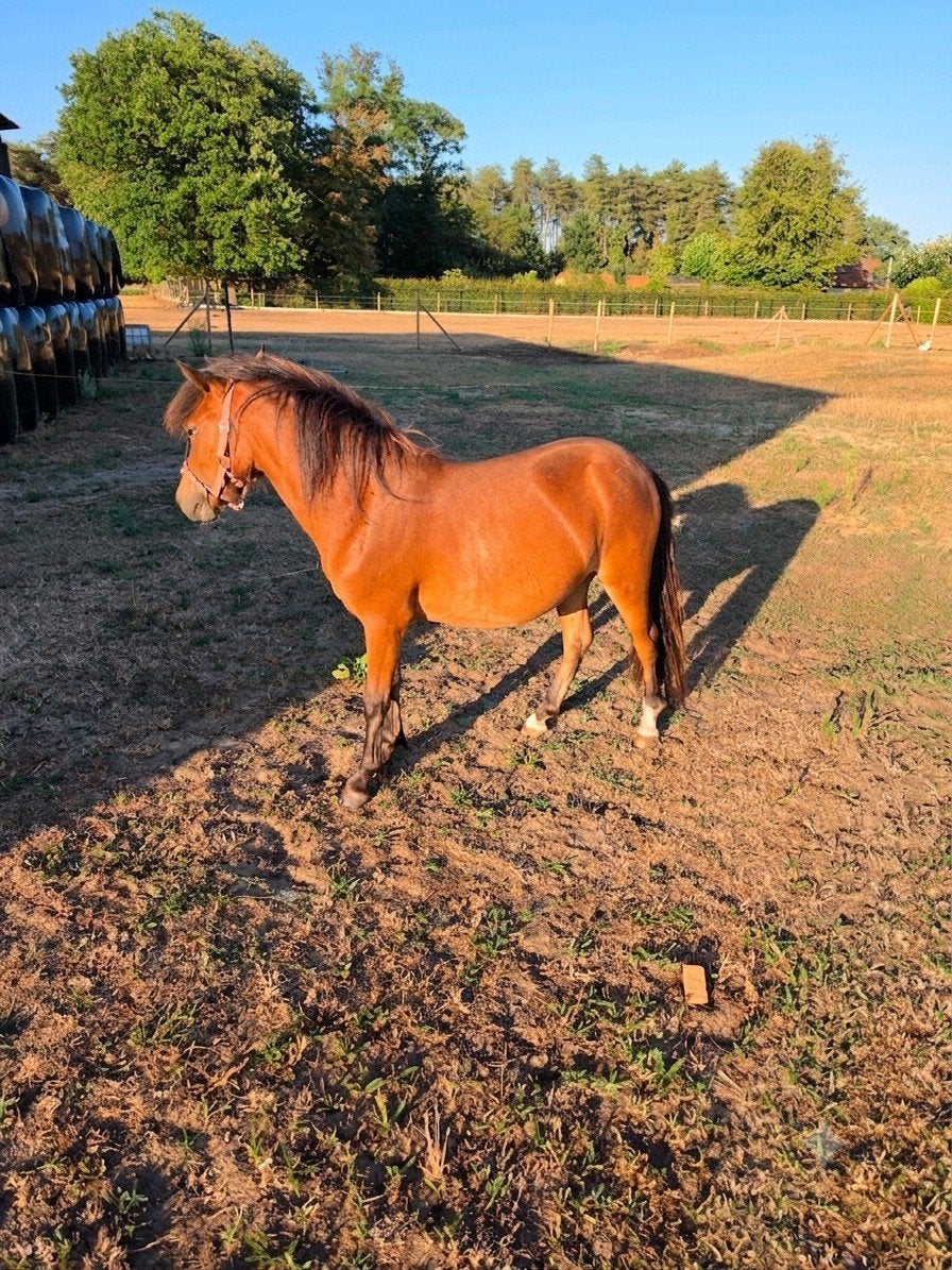 a pony merrie, Dieren en Toebehoren, Merrie
