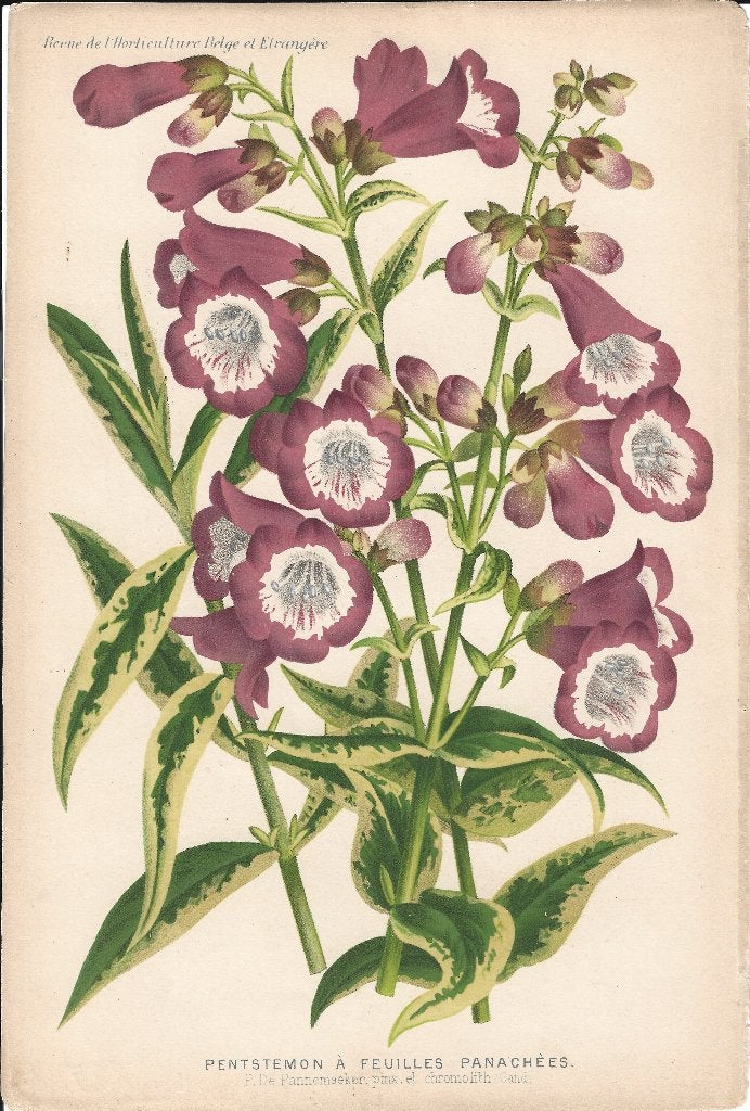 Antieke botanische chromolithografie 1900-1912, Natuur, Gebruikt, Ophalen of Verzenden, Voor 1940