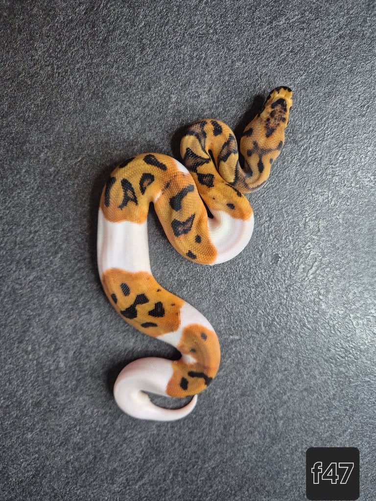 Python regius, Dieren en Toebehoren, Reptielen en Amfibieën, Slang, 0 tot 2 jaar