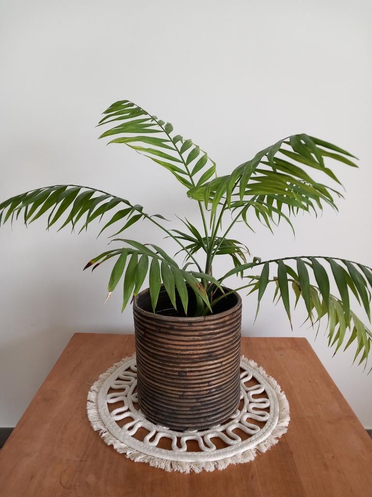 Rond gestreepte bamboe bloempotten. (8), Ophalen, Rond