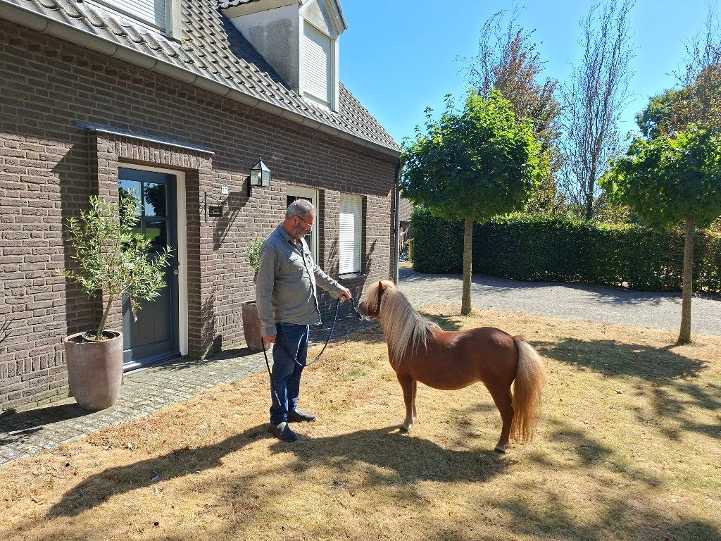 Prachtige brave mini pony, Dieren en Toebehoren, Pony's, Merrie, A pony (tot 1.17m), Gechipt, 3 tot 6 jaar