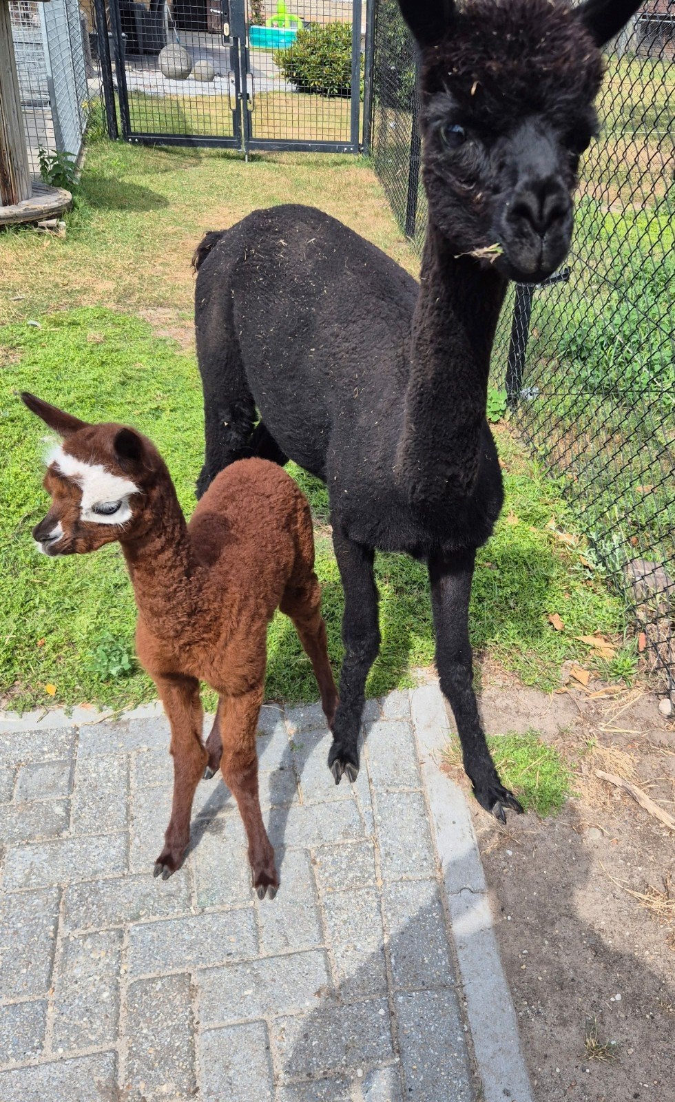 Alpaca merrie met veulen, Dieren en Toebehoren, Overige Dieren, April