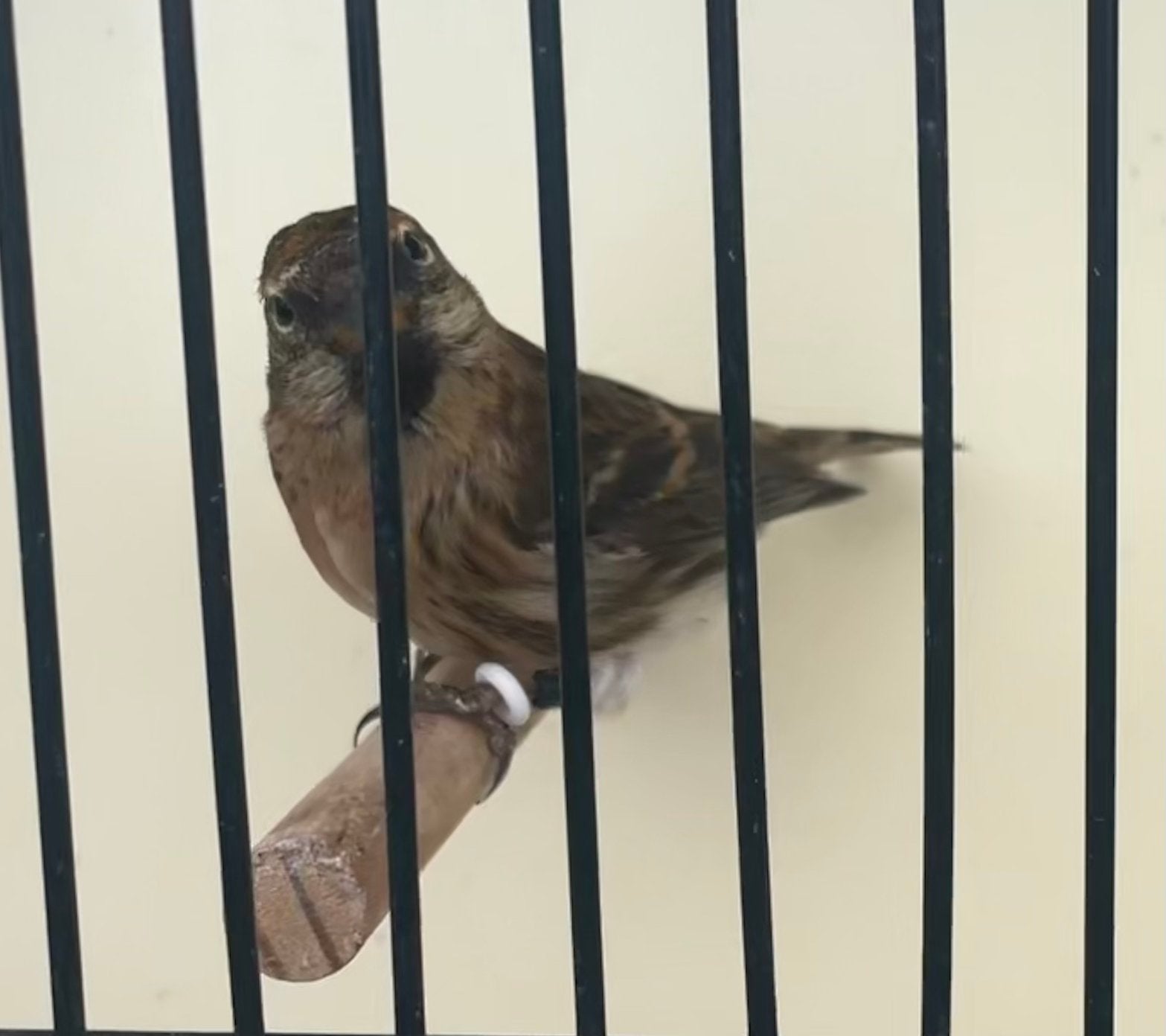 Barmsijs man split bont 2024, Dieren en Toebehoren