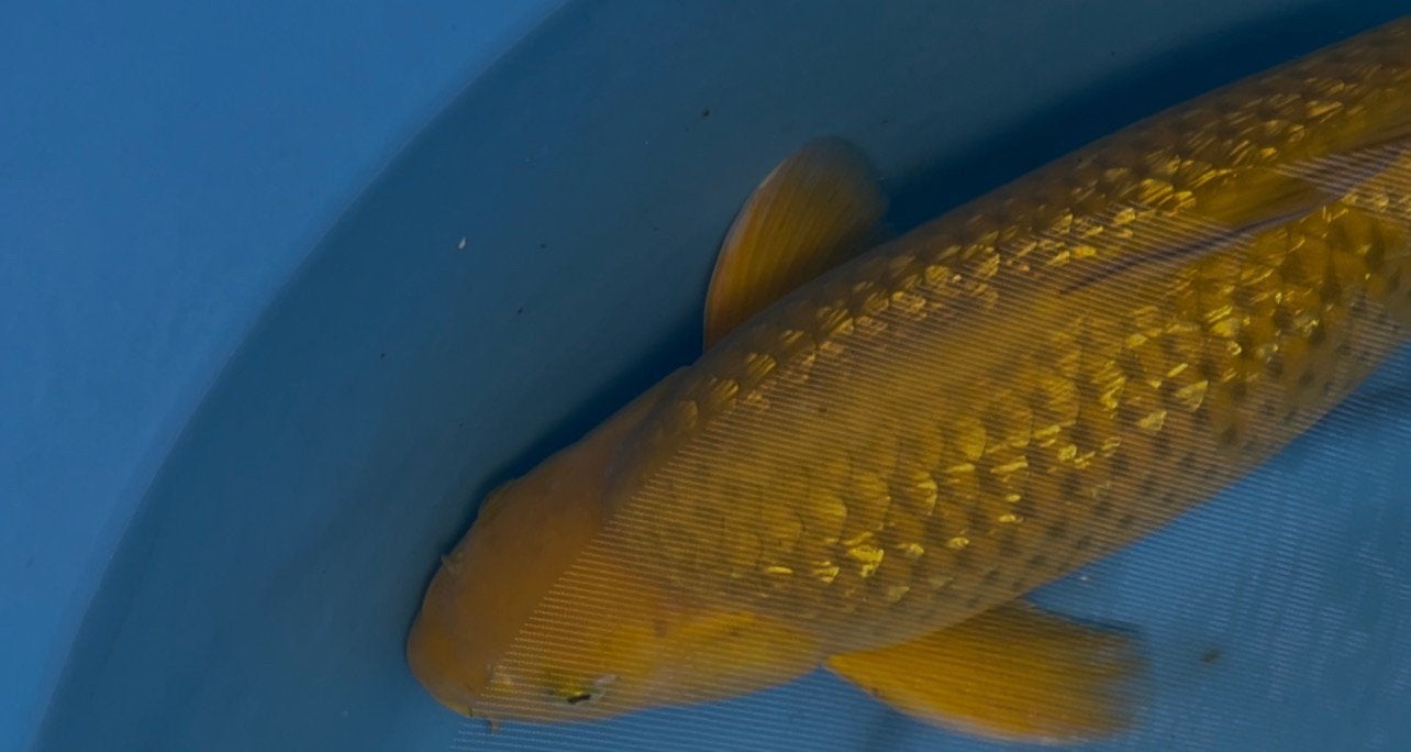 Ginrin Chagoi, Karper of Koi