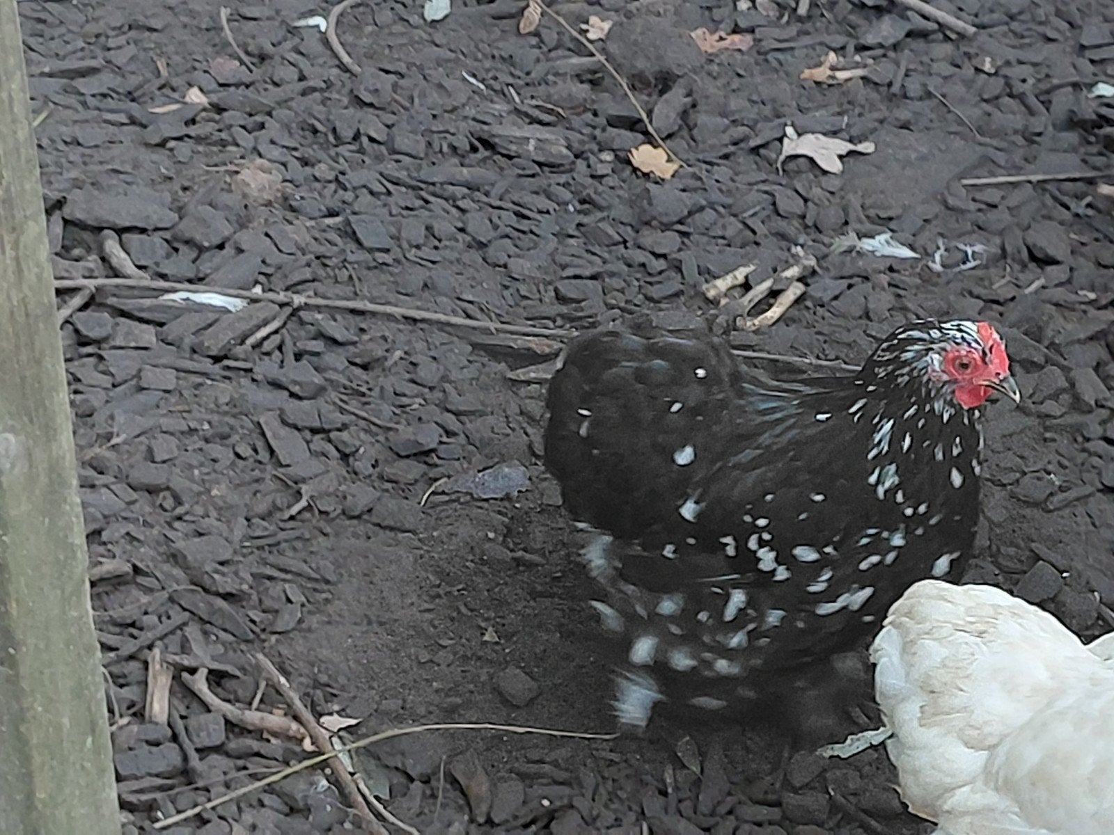 chochin kriel, Dieren en Toebehoren