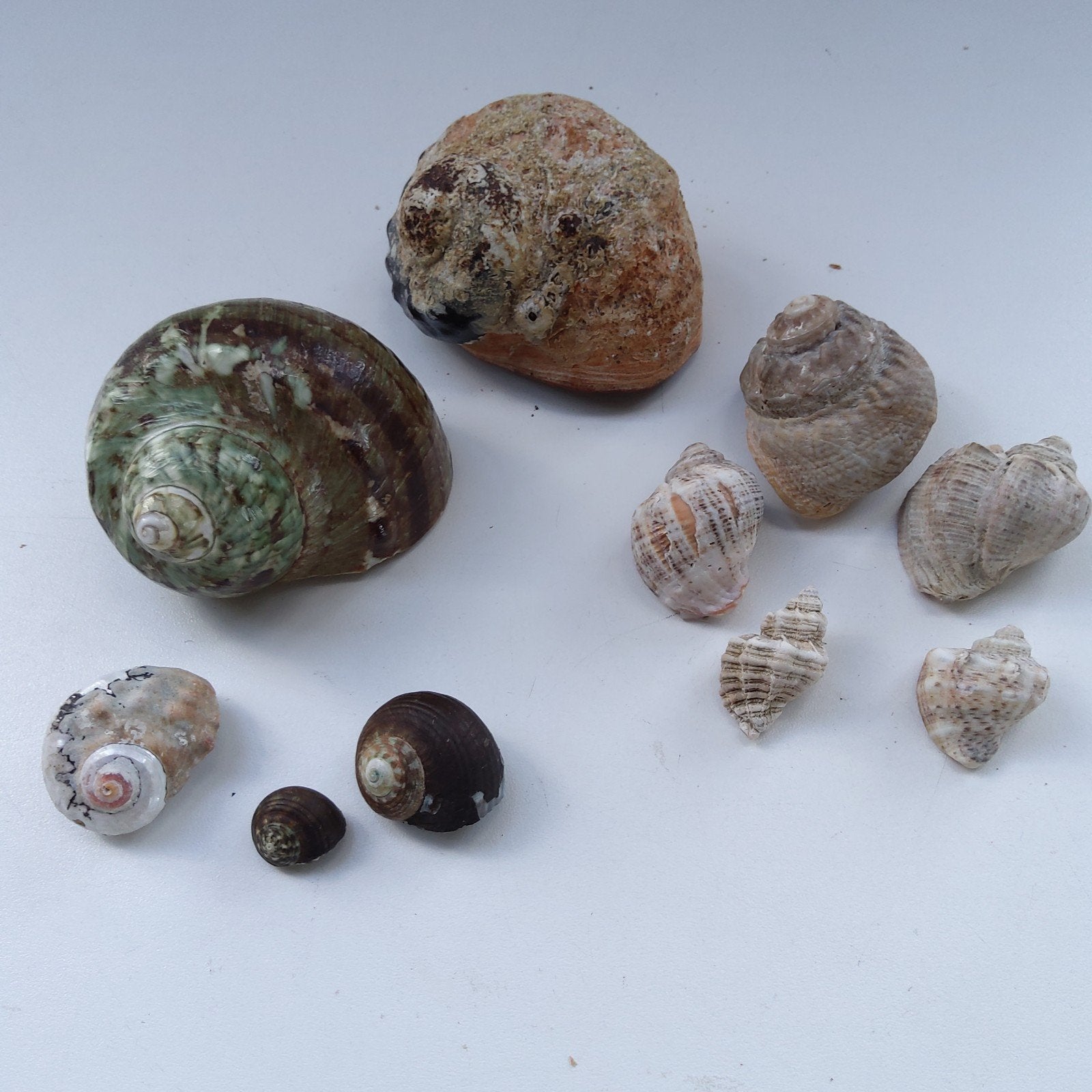 Groene Tulbandschelp (ca 9 cm) + 9 andere zeeschelpen., Ophalen of Verzenden, Schelp(en)