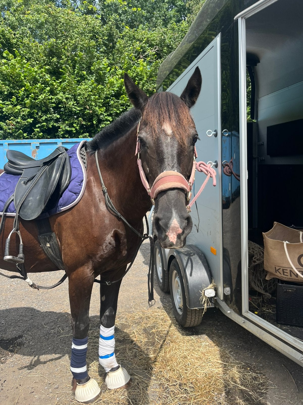 poney à vendre, Enlèvement, Comme neuf