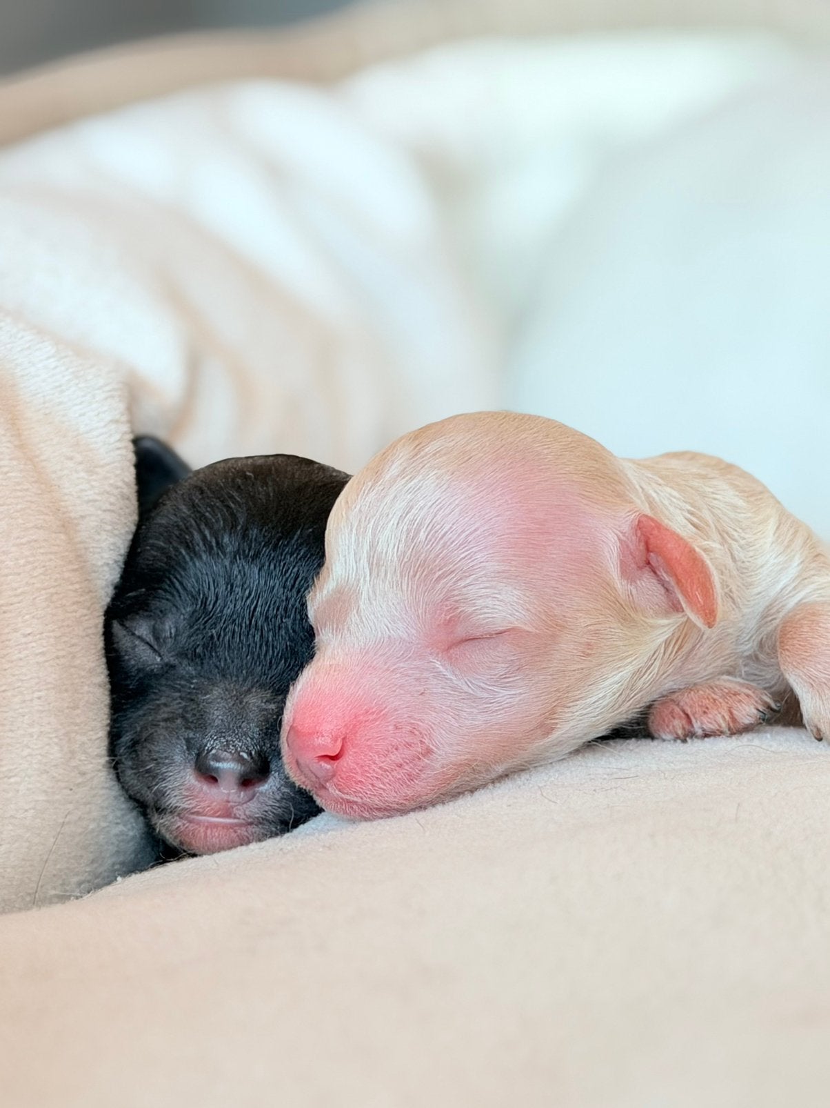 Toy poedel puppys huiselijk met stamboom, Caniche, Maladie de Carré (chiens), 8 à 15 semaines, Plusieurs