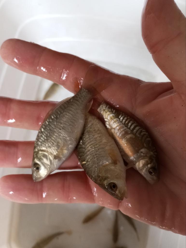Valkenswaard spiegel karpers 10 cm, Dieren en Toebehoren, Vissen | Vijvervissen