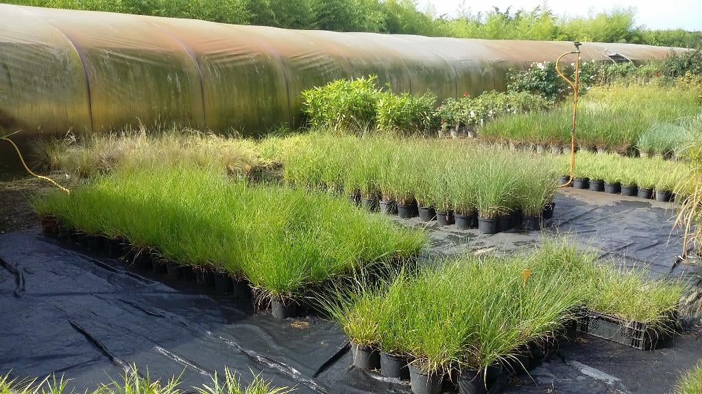 MIN 50%   OP ALLE   SIERGRASSEN    VASTEPLANTEN, Ophalen, Vaste plant, Siergrassen, Halfschaduw