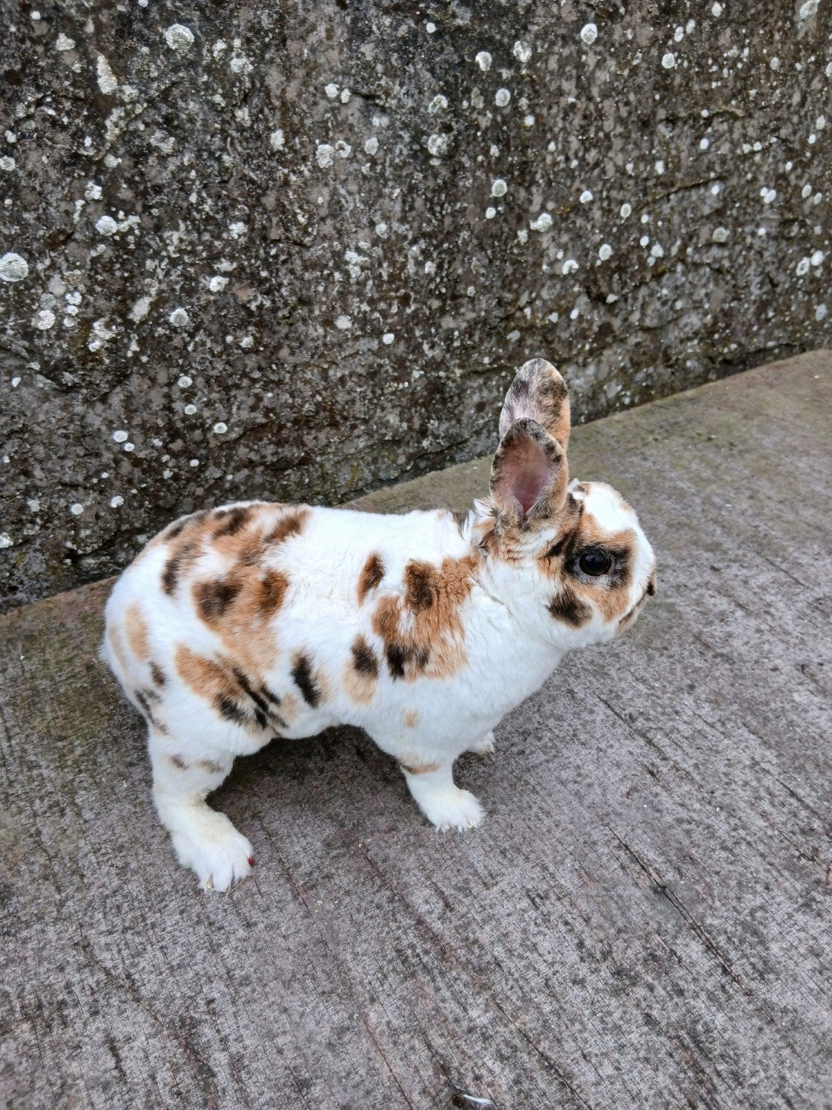 4 rexdwerg konijnen, Meerdere dieren, Dwerg, 0 tot 2 jaar