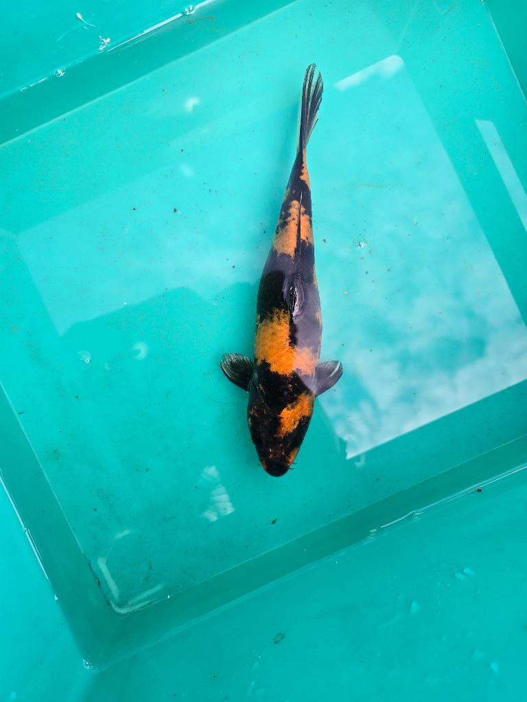 Hi utsuri 25cm, Karper of Koi