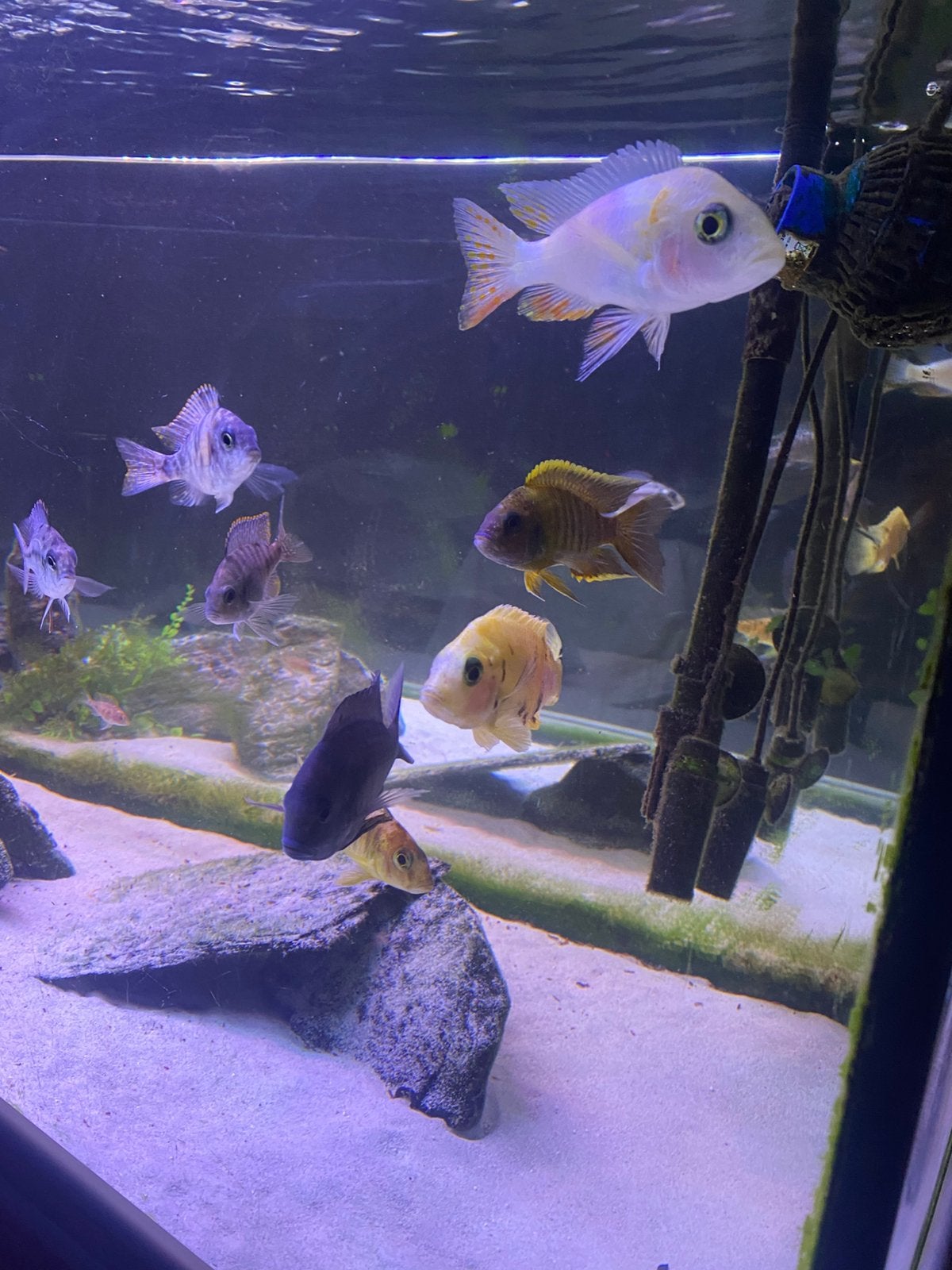 Lot de Cichlideé malawi Aulonocara et haplo disponible, Poisson d'eau douce