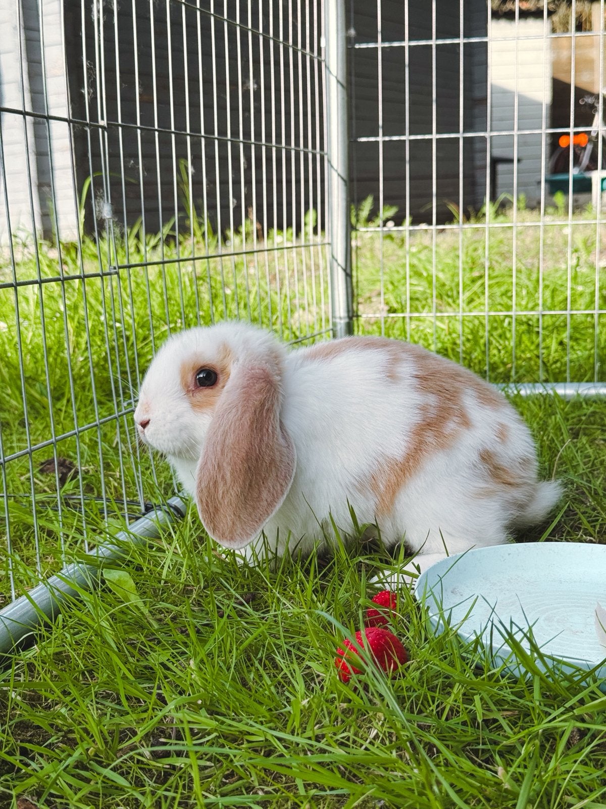 Ram Duitse reus x Franse hangoor, Dieren en Toebehoren, Konijnen, Hangoor