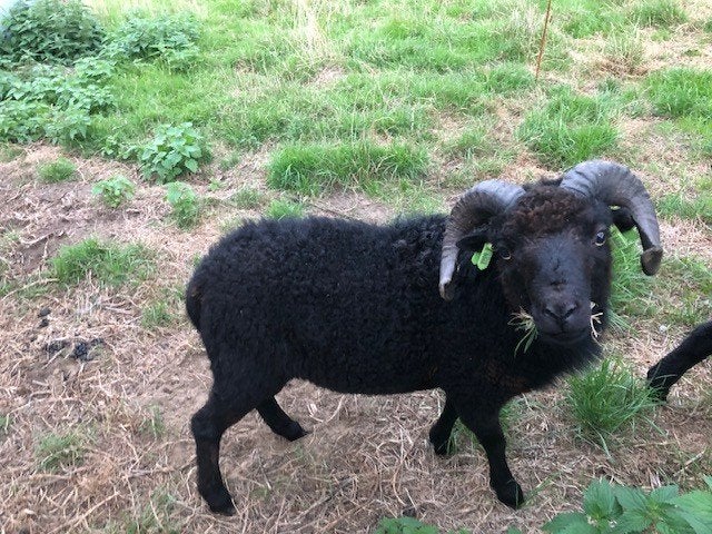Ouessant schaap met stamboom, Dieren en Toebehoren, Mannelijk, Schaap, 0 tot 2 jaar