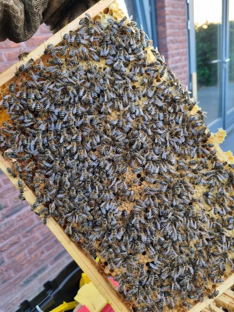 Carnica bijen volk - Simplex, Ophalen