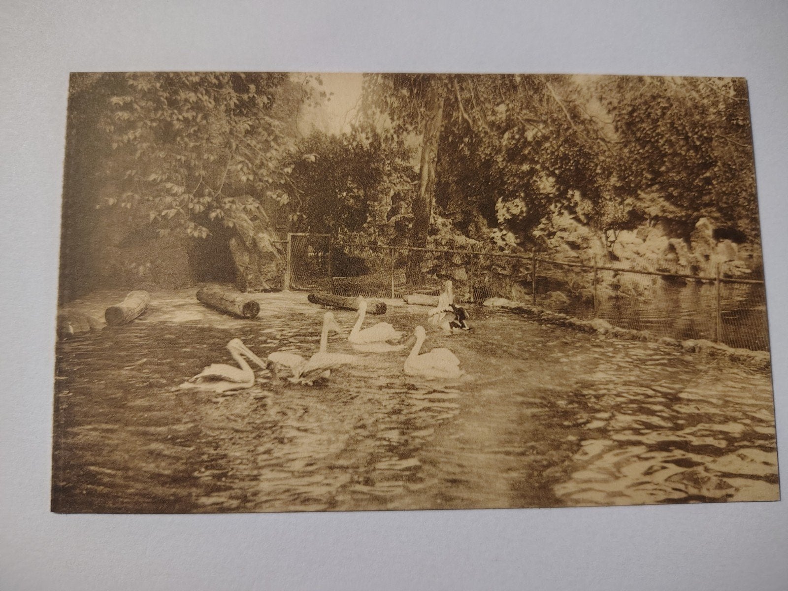 Pélicans du zoo d'Anvers., Enlèvement ou Envoi, Anvers