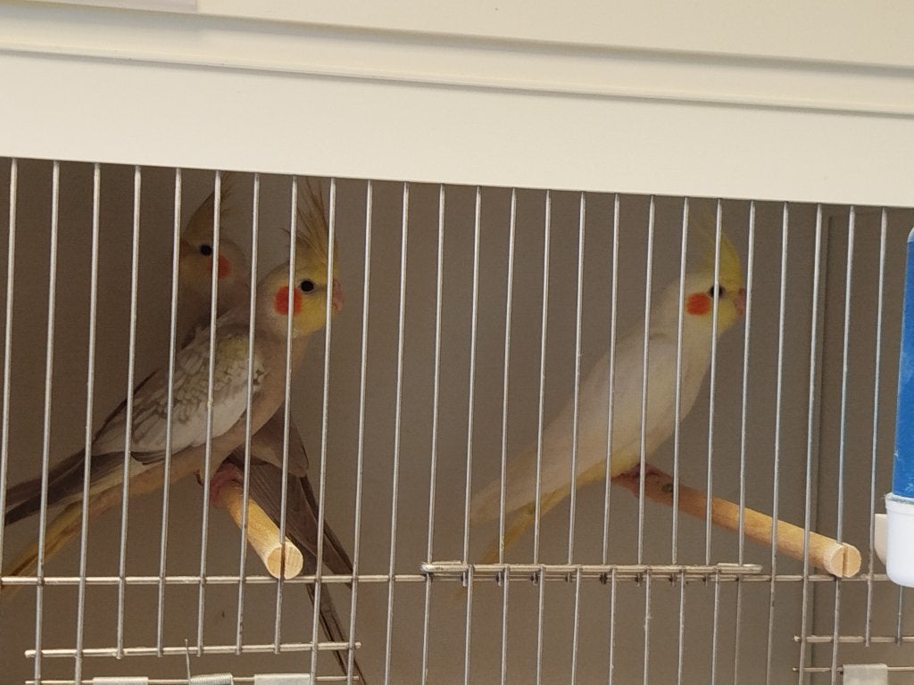 Valkparkieten, Dieren en Toebehoren