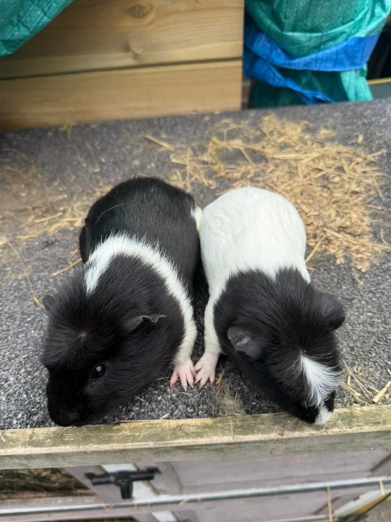 2 cuy cavia beertjes, Mâle, Février, Domestique, Cobaye