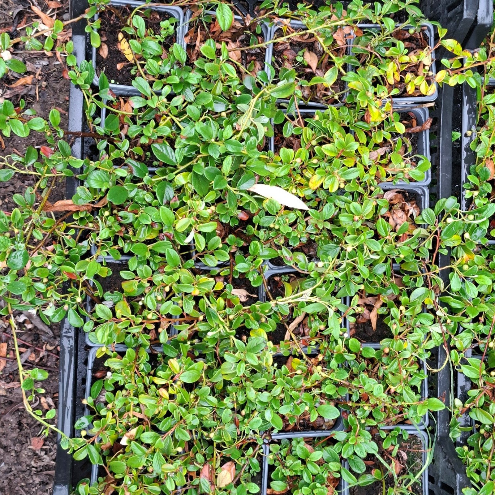 cotoneaster dammeri p9, dwergmispel 150st. 1€/stuk, Tuin en Terras, Planten | Tuinplanten, Ophalen of Verzenden, Vaste plant, Bodembedekkers