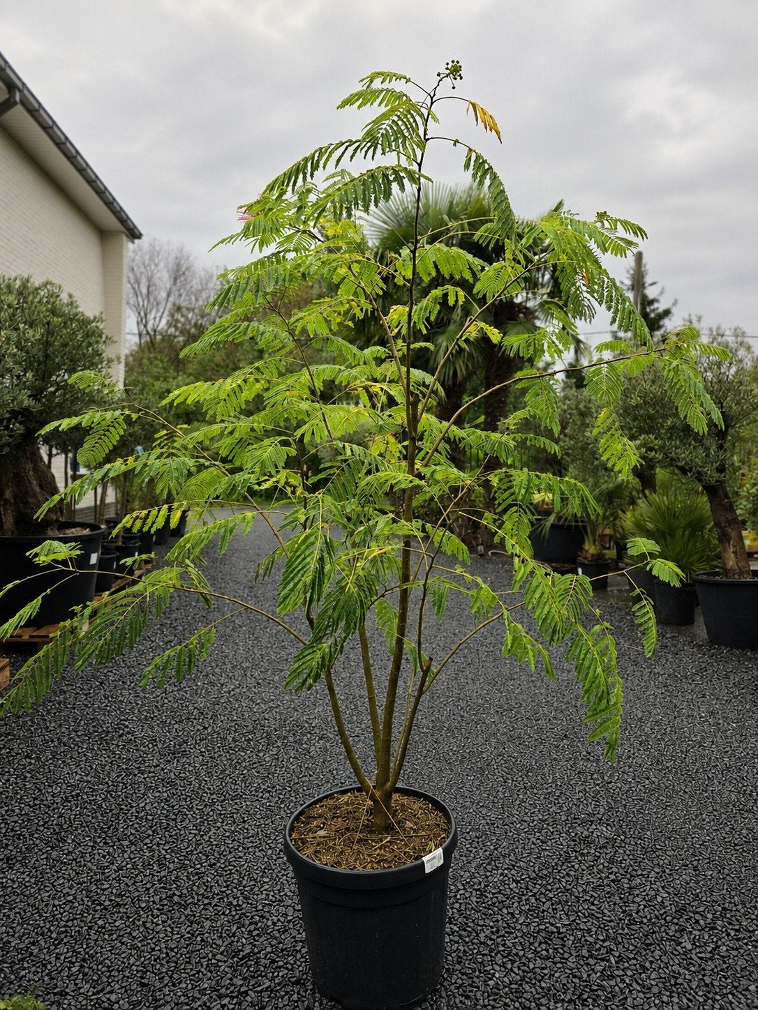 Albizia Julibrissin Ombrella - Perzische slaapboom meerstam, Tuin en Terras, Ophalen
