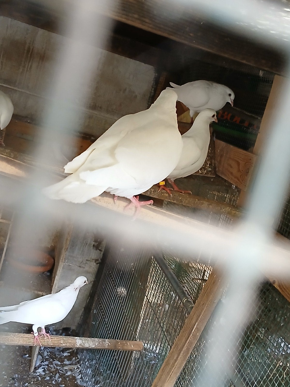 lot witte duiven 10 euro per stuk of 14 stuks voor 100 euro, Dieren en Toebehoren