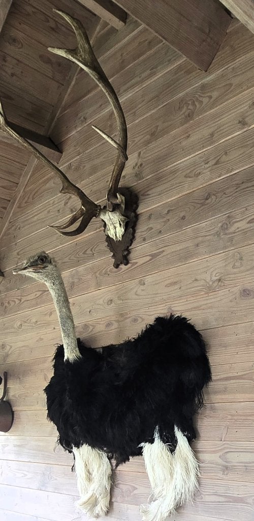opgezette dieren en vogels: pauwen, struisvogels, Ophalen of Verzenden, Nieuw, Boerderijdier, Opgezet dier
