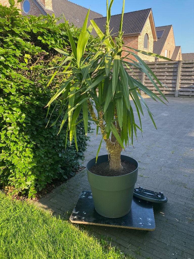 Grote Yucca plant, Huis en Inrichting, Kamerplanten, Ophalen, Yucca, In pot, 150 tot 200 cm