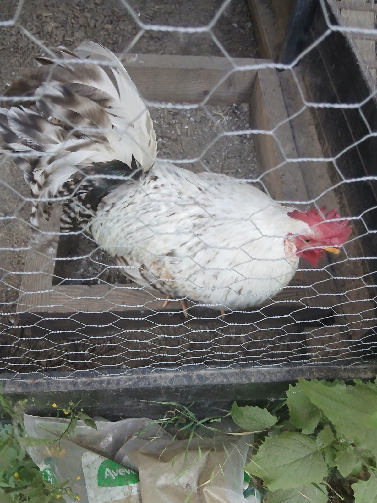 1 haan cream legbar 1 haan Marans, Dieren en Toebehoren, Pluimvee