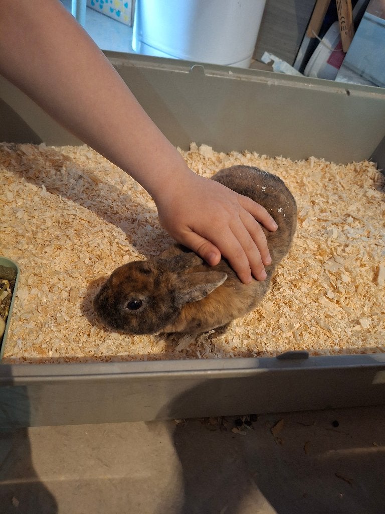 Lapin mini rex, Animaux & Accessoires, Lapins, Mâle, Nain, 0 à 2 ans