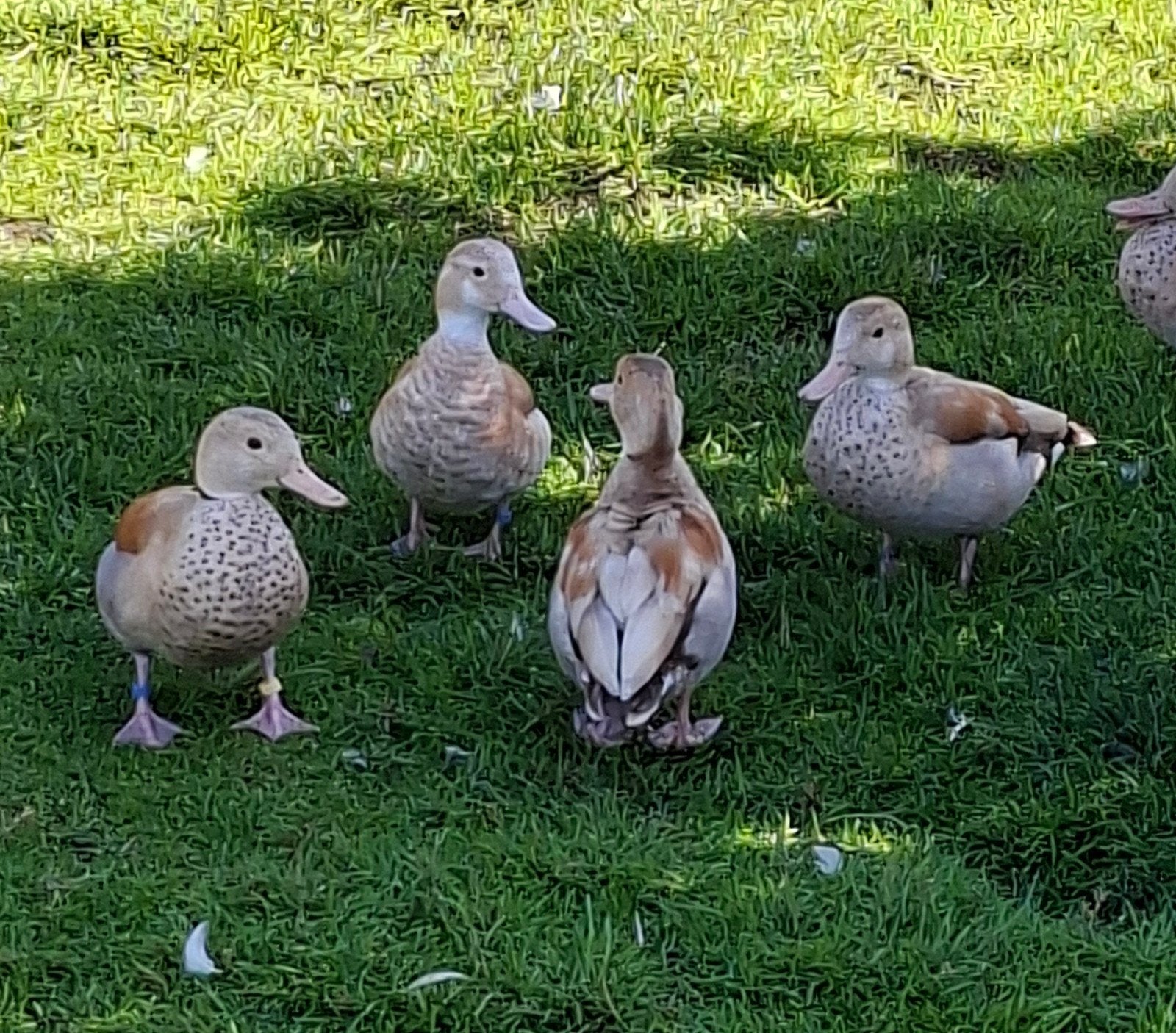 blonde roodschoudertaling. talingen., Dieren en Toebehoren
