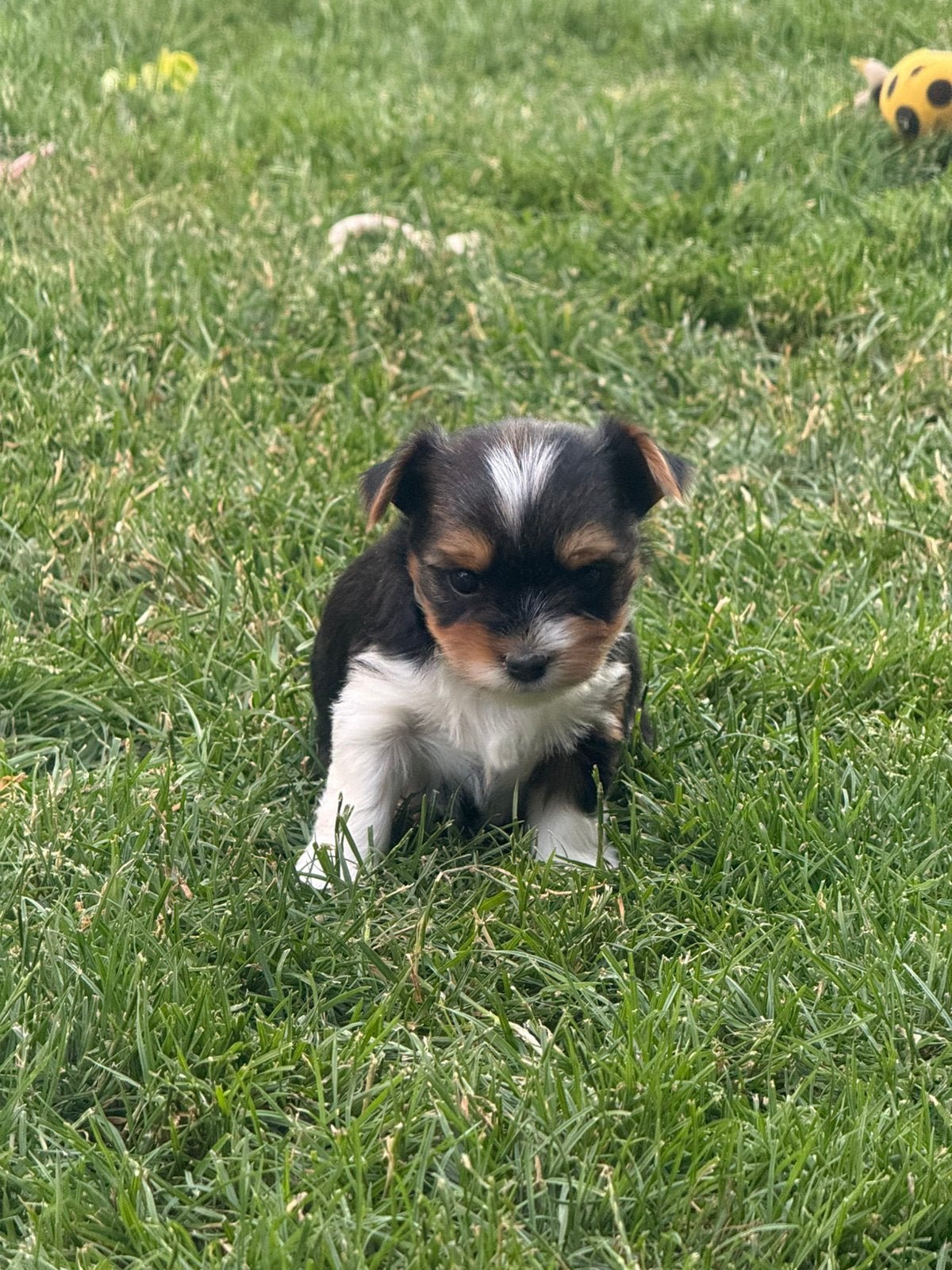 Biewer york puppies, Dieren en Toebehoren, België, 8 tot 15 weken, Meerdere, Meerdere dieren