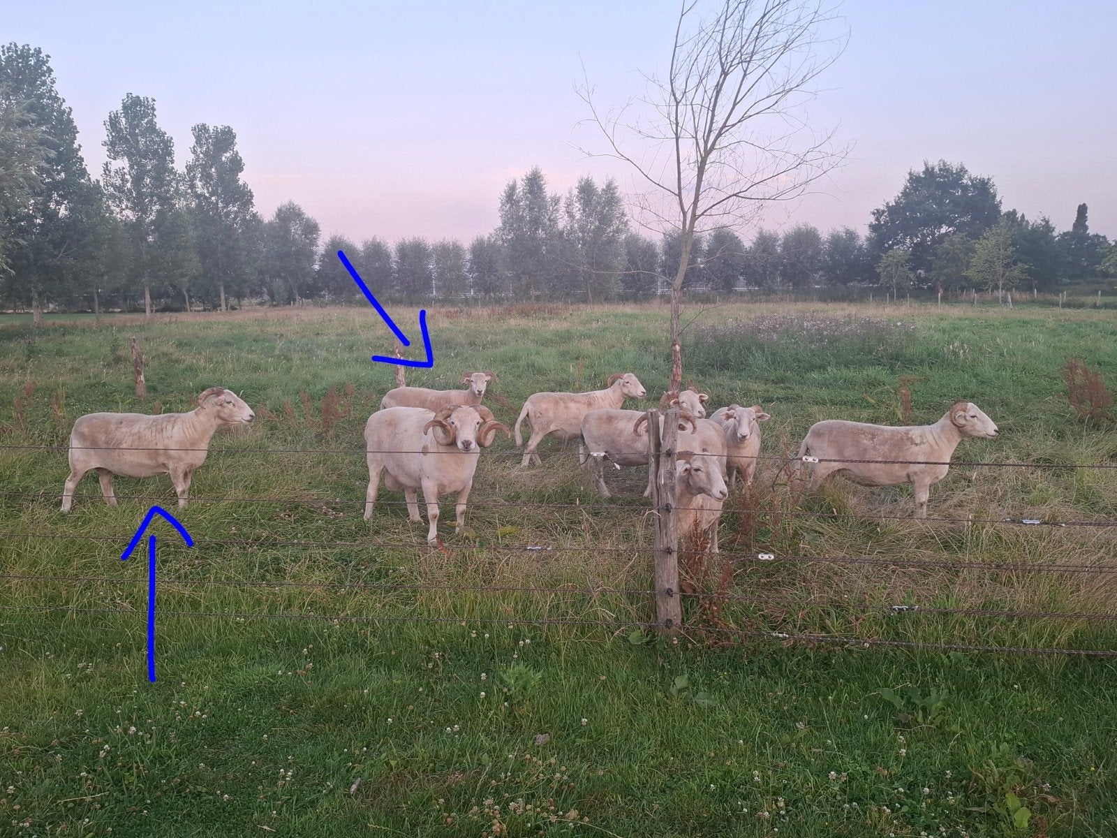 Wiltshire Horn stamboek ooien
