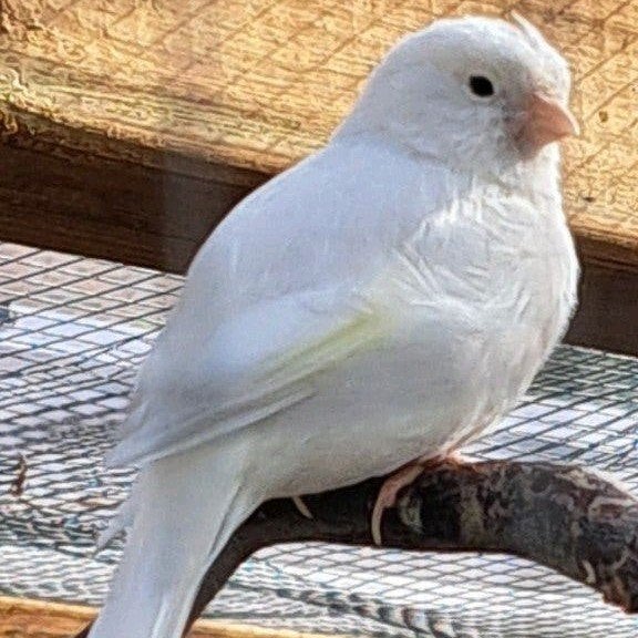 kanarie, Dieren en Toebehoren