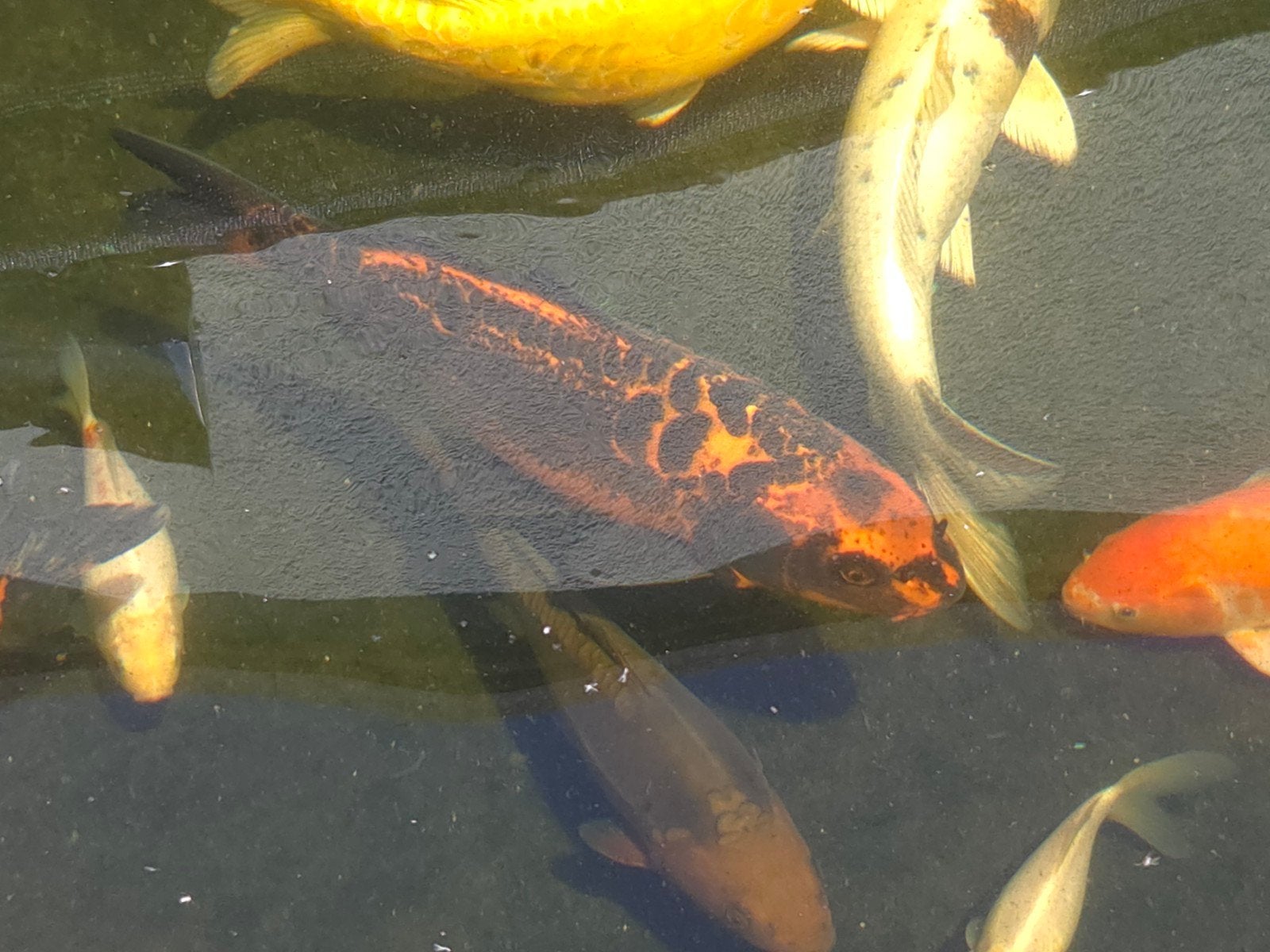 Koi israel +/-45cm