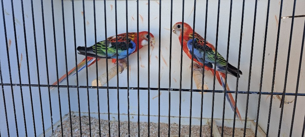 PRACHT ROSELLA ROOD EN LUTINO JONGE, Dieren en Toebehoren, Meerdere dieren, Parkiet, Geringd