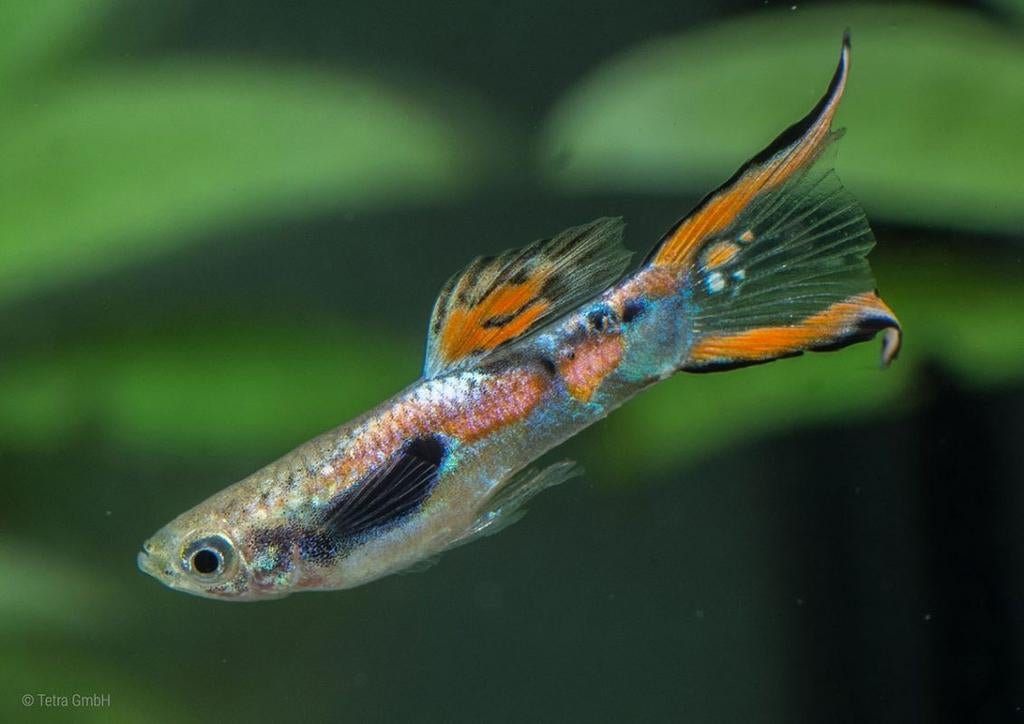 Endler Guppy, Enlèvement