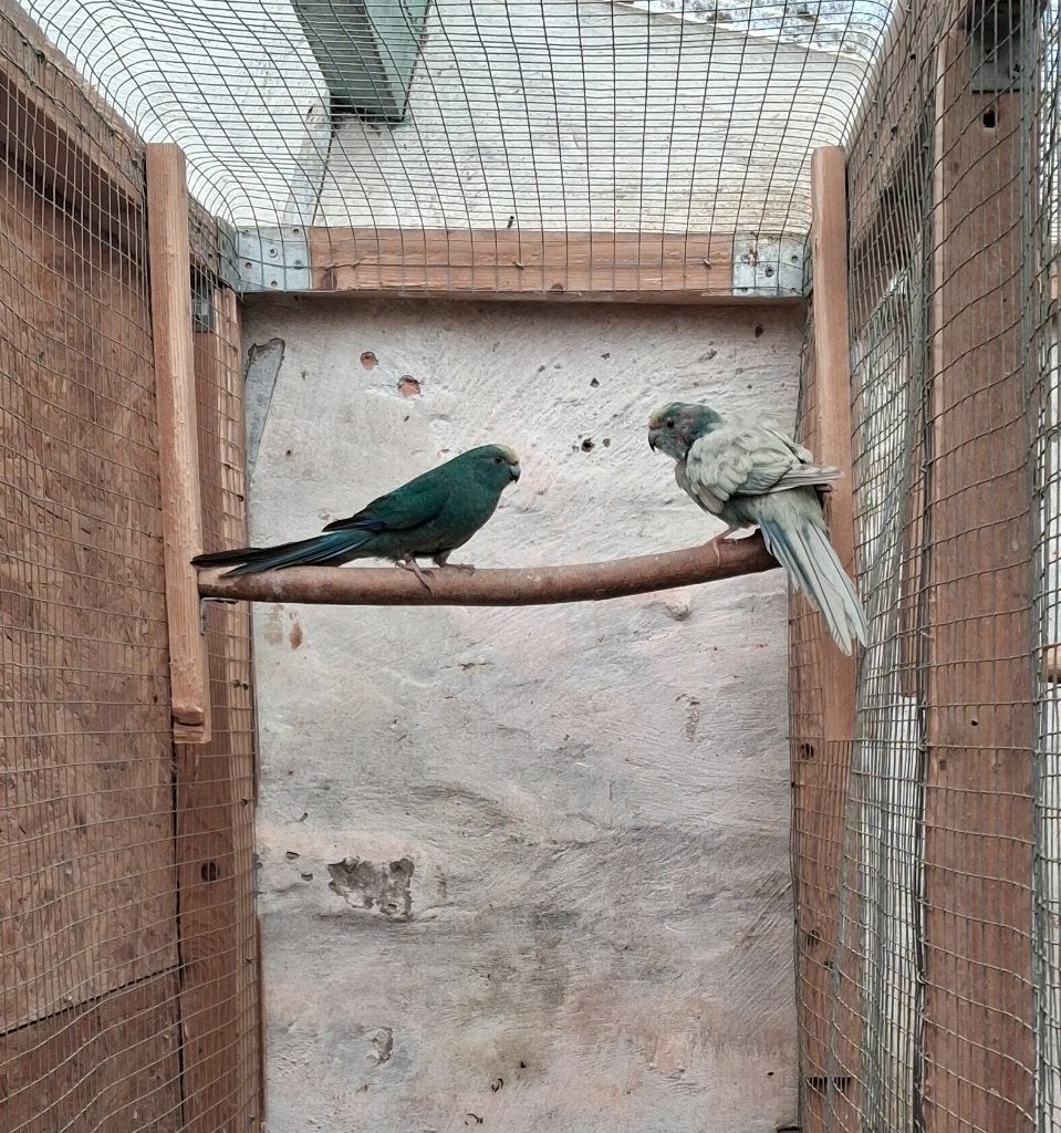 Kakariki Koppel Blauw 2024, Dieren en Toebehoren, Meerdere dieren, Parkiet, Geringd