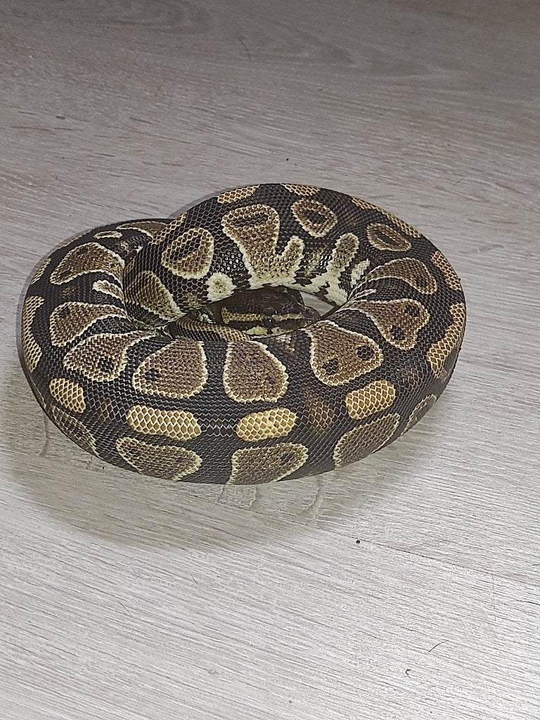 2 dames van Python Regius, Animaux & Accessoires, Reptiles & Amphibiens, Serpent
