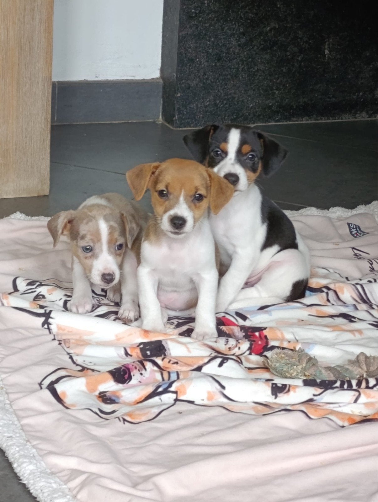 mooie jack Russel pups te koop reutjes, Chien (mâle), Maladie de Carré (chiens), Belgique, Plusieurs